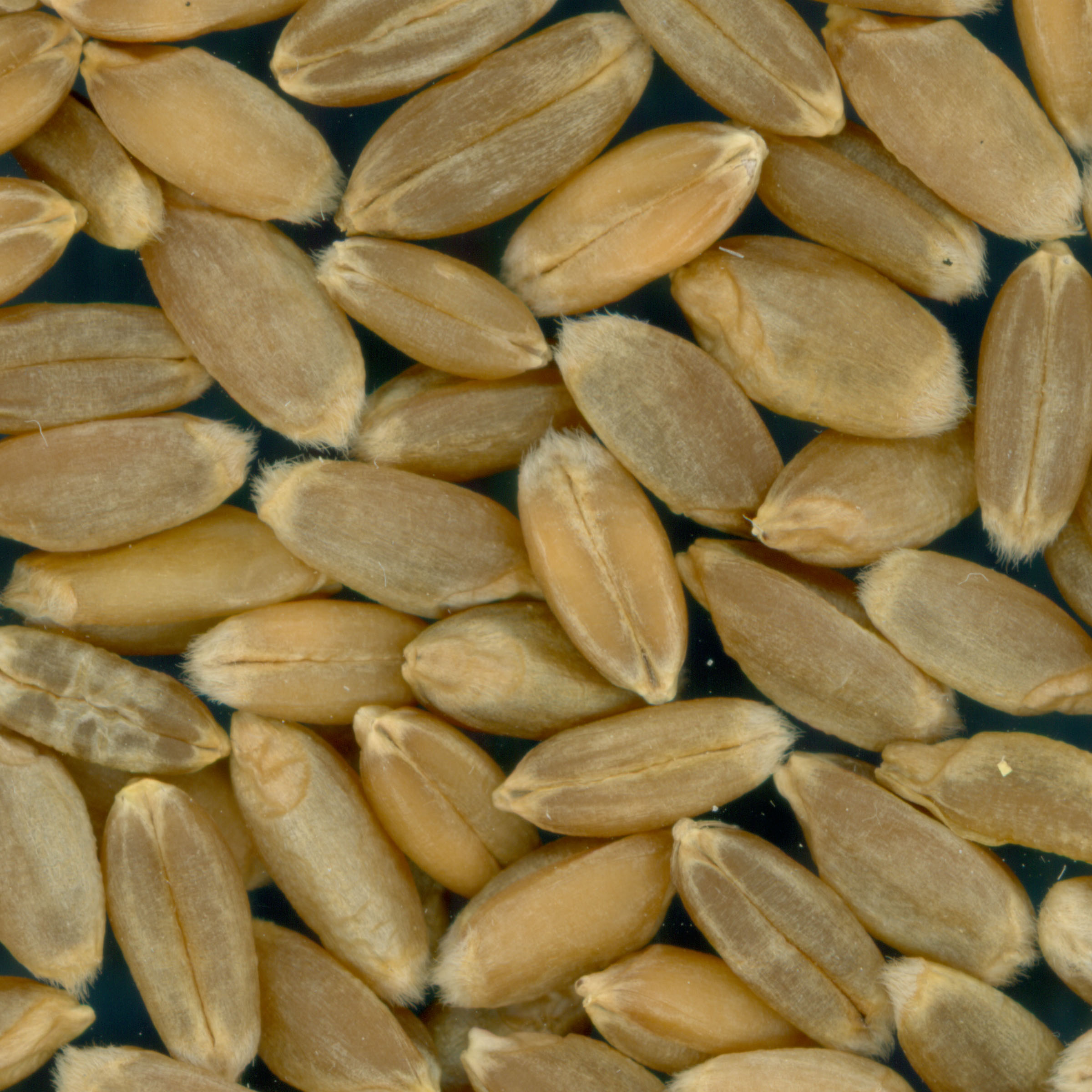 Click for 2 image(s) for this accession. KERNELS
